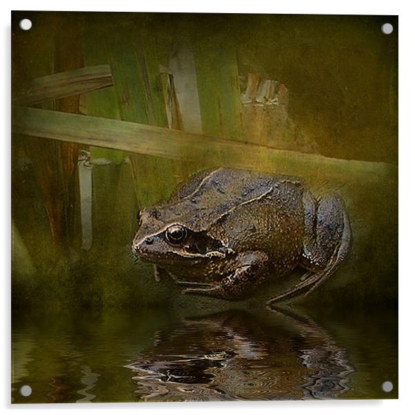 Toad 2 Acrylic by Debra Kelday