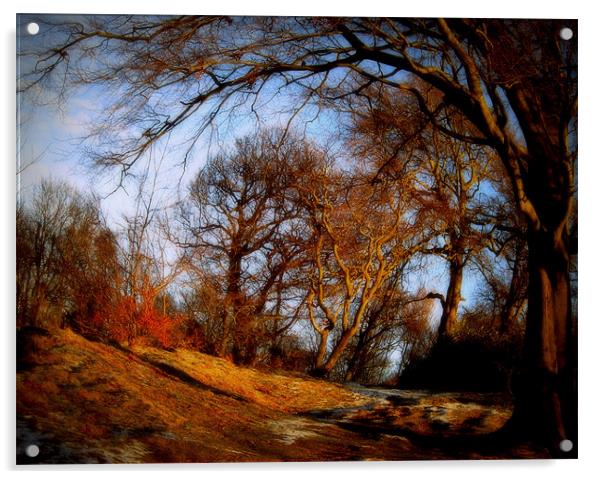 winter woods Acrylic by dale rys (LP)