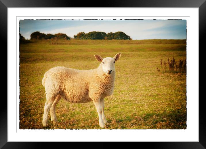 Smiling Sheep in Field Framed Mounted Print by Natalie Kinnear