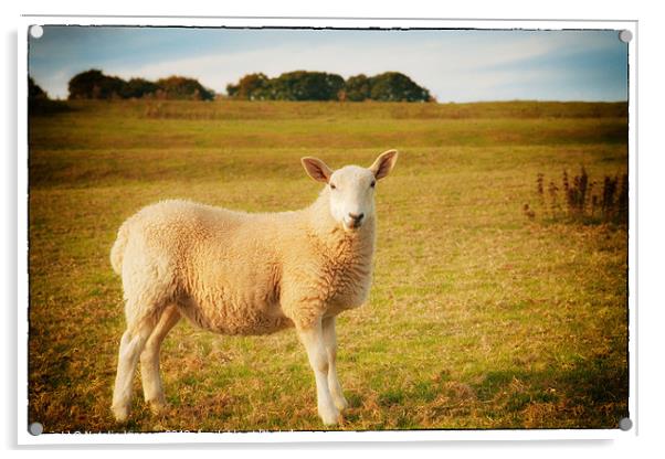 Smiling Sheep in Field Acrylic by Natalie Kinnear