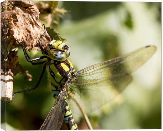Dragonfly Canvas Print by Keith Campbell