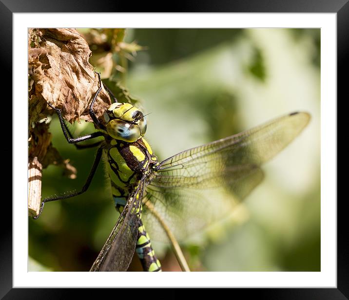 Dragonfly Framed Mounted Print by Keith Campbell