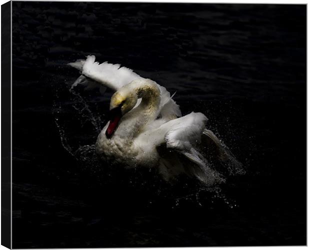 Swan Canvas Print by Keith Campbell