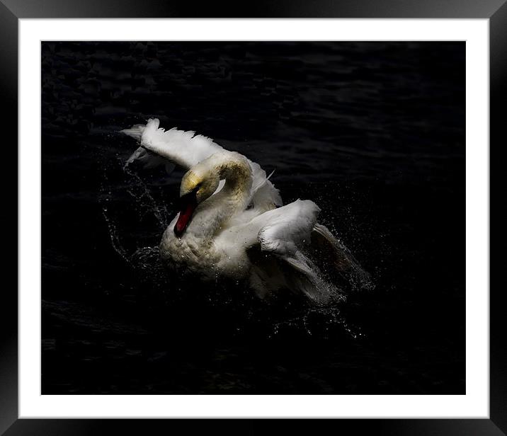 Swan Framed Mounted Print by Keith Campbell