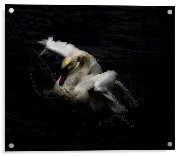 Swan Acrylic by Keith Campbell
