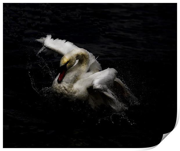 Swan Print by Keith Campbell