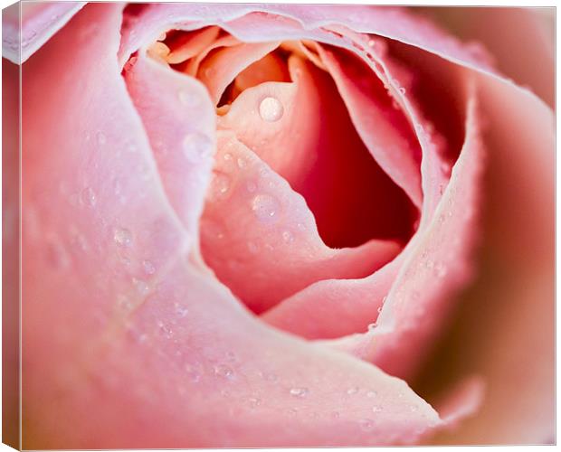Pink Rose Canvas Print by Keith Campbell