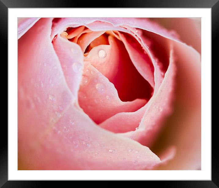 Pink Rose Framed Mounted Print by Keith Campbell