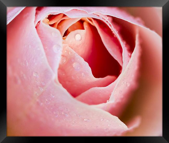 Pink Rose Framed Print by Keith Campbell