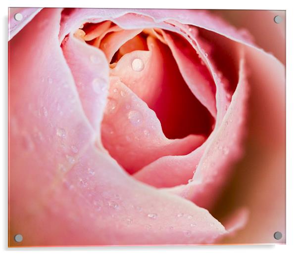 Pink Rose Acrylic by Keith Campbell