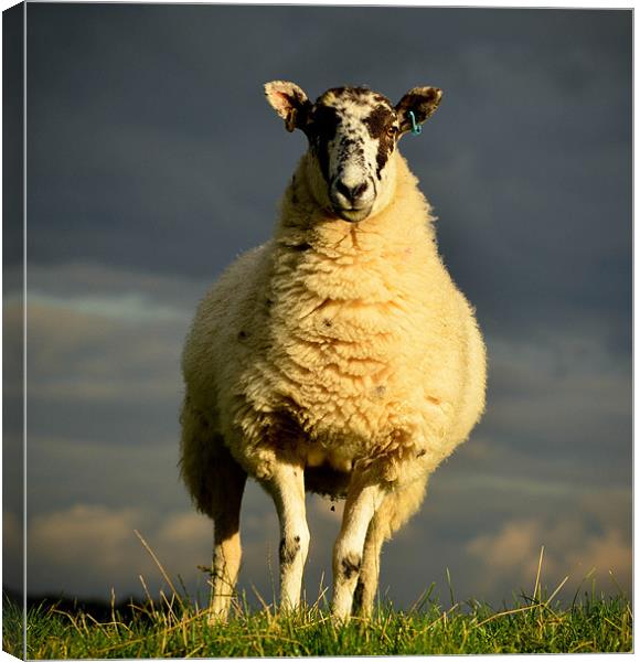 Stormy sheep Canvas Print by Tom Reed