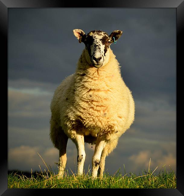 Stormy sheep Framed Print by Tom Reed