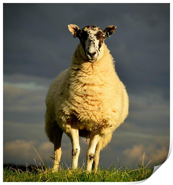 Stormy sheep Print by Tom Reed