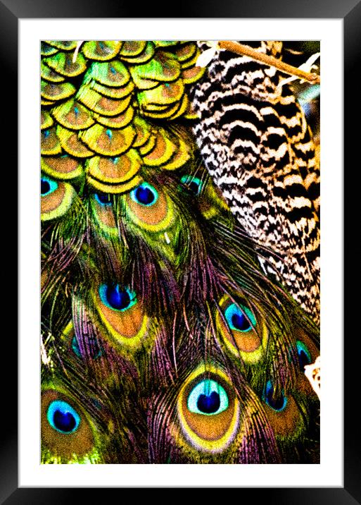 Peacock patterns Framed Mounted Print by Tom Reed