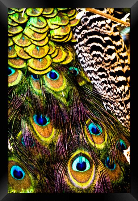 Peacock patterns Framed Print by Tom Reed