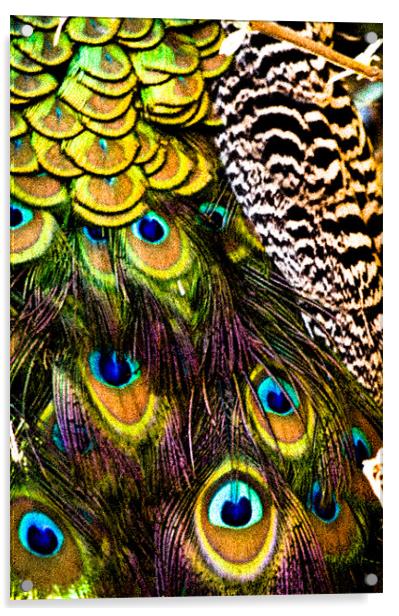 Peacock patterns Acrylic by Tom Reed
