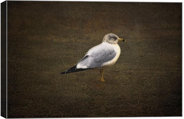 THE LONELY GULL Canvas Print by Tom York