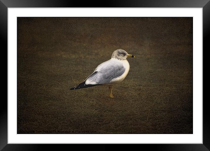 THE LONELY GULL Framed Mounted Print by Tom York