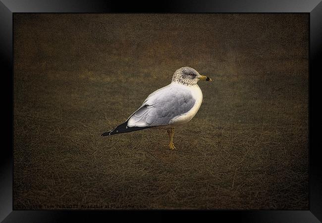 THE LONELY GULL Framed Print by Tom York