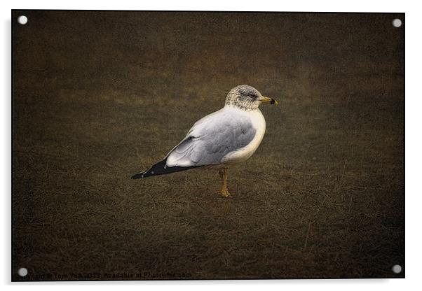 THE LONELY GULL Acrylic by Tom York