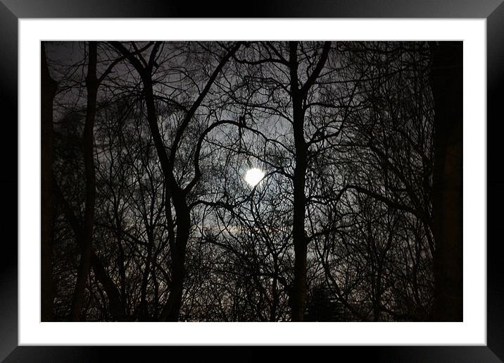 Through the trees Framed Mounted Print by Craig Cheeseman