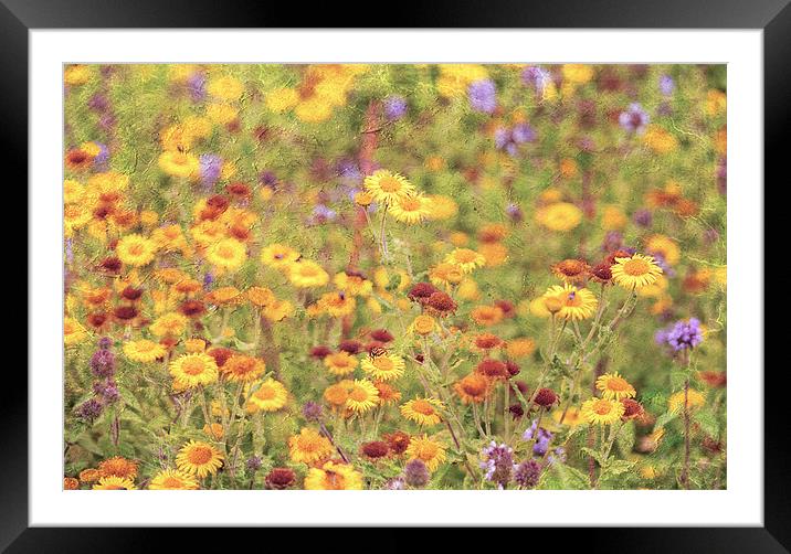 Field of sunshine Framed Mounted Print by Dawn Cox