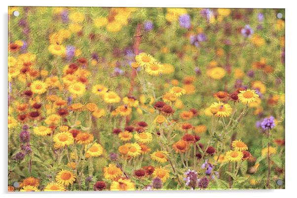 Field of sunshine Acrylic by Dawn Cox