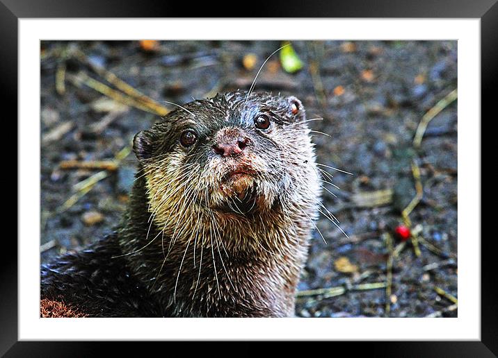 Friendly Otter Framed Mounted Print by Rachel & Martin Pics