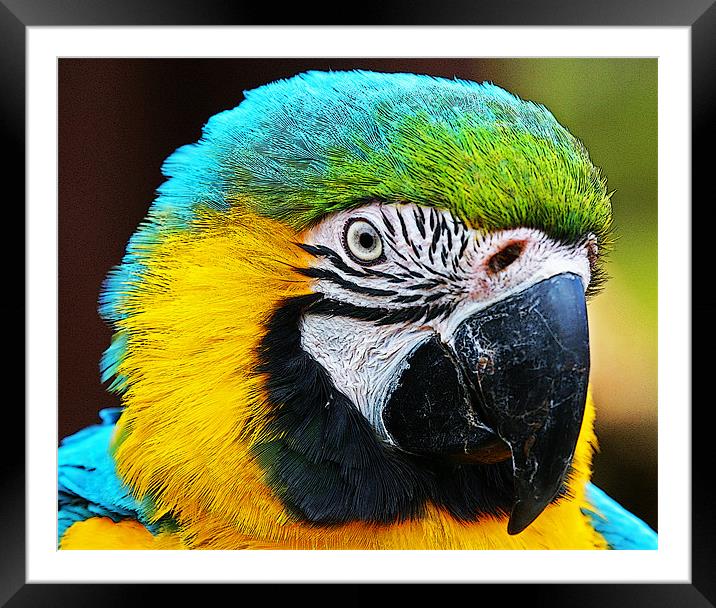 Magnificent Macaw Framed Mounted Print by Rachel & Martin Pics