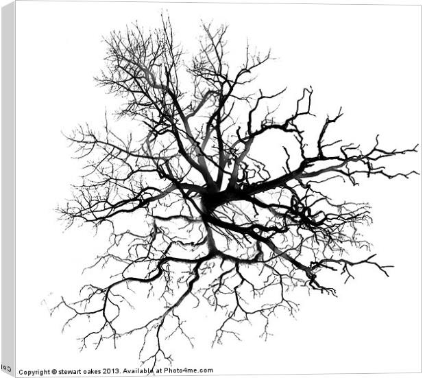Tree of life Canvas Print by stewart oakes