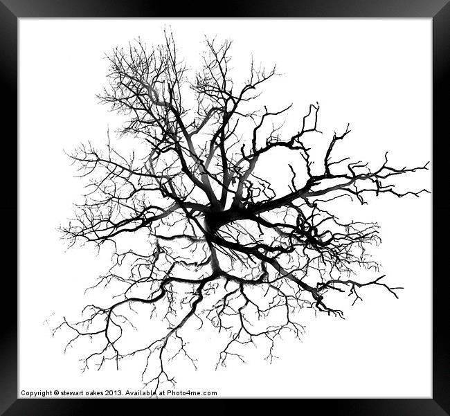 Tree of life Framed Print by stewart oakes