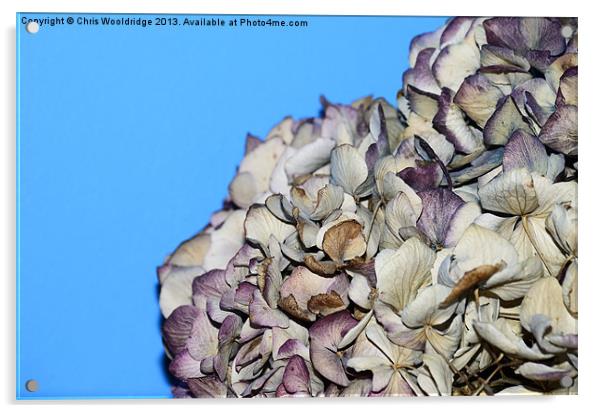 Dried Flowers Acrylic by Chris Wooldridge