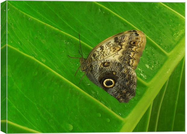 owl butterfly Canvas Print by Heather Newton