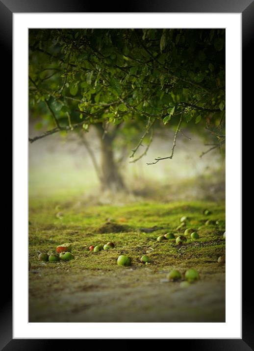 WILD APPLE TREE Framed Mounted Print by simon keeping