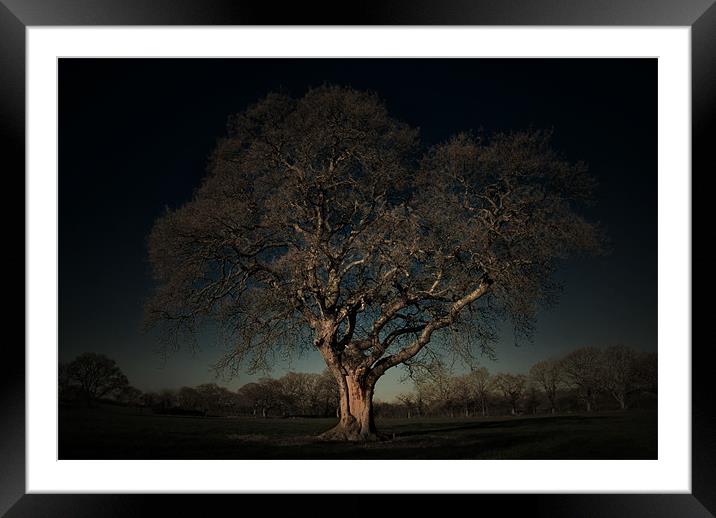 ANCIENT OAK Framed Mounted Print by simon keeping