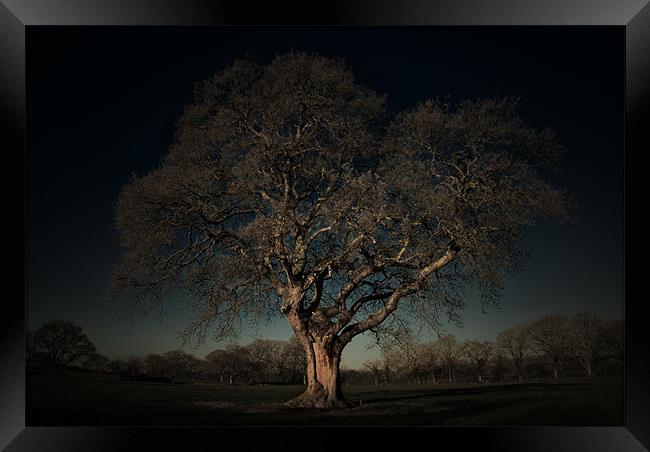 ANCIENT OAK Framed Print by simon keeping