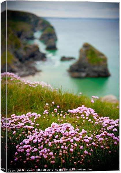 Wild Sea Pinks in Cornwall Canvas Print by Helen Northcott
