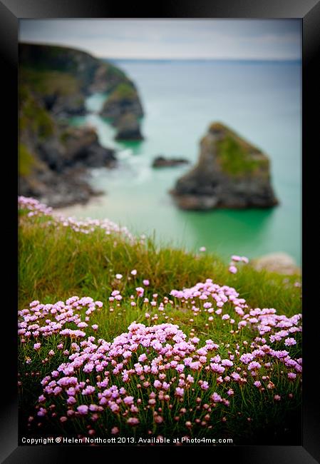 Wild Sea Pinks in Cornwall Framed Print by Helen Northcott