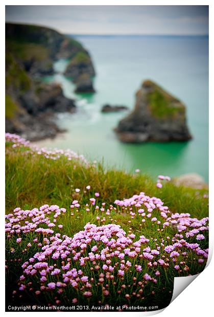 Wild Sea Pinks in Cornwall Print by Helen Northcott