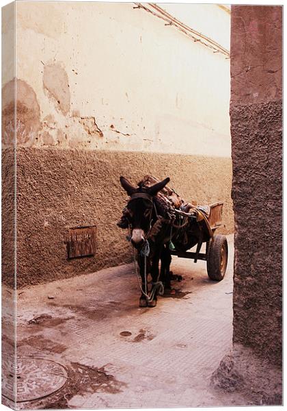 A Donkey in the Shade in Morocco Canvas Print by Megan Winder