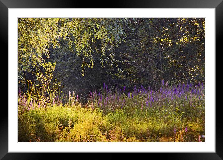 Soft summer light Framed Mounted Print by Dawn Cox
