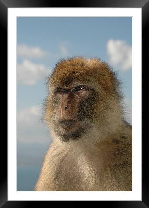 Barbary ape in thought  Framed Mounted Print by Tony Hadfield