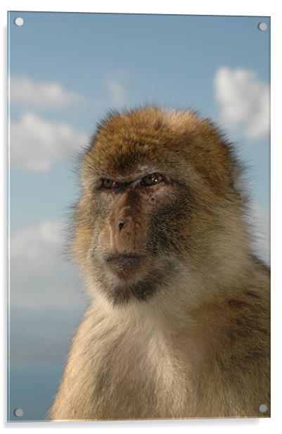 Barbary ape in thought  Acrylic by Tony Hadfield