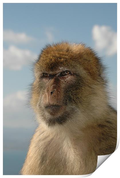 Barbary ape in thought  Print by Tony Hadfield