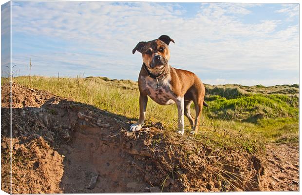 Megan on her Holidays Canvas Print by Elaine Whitby