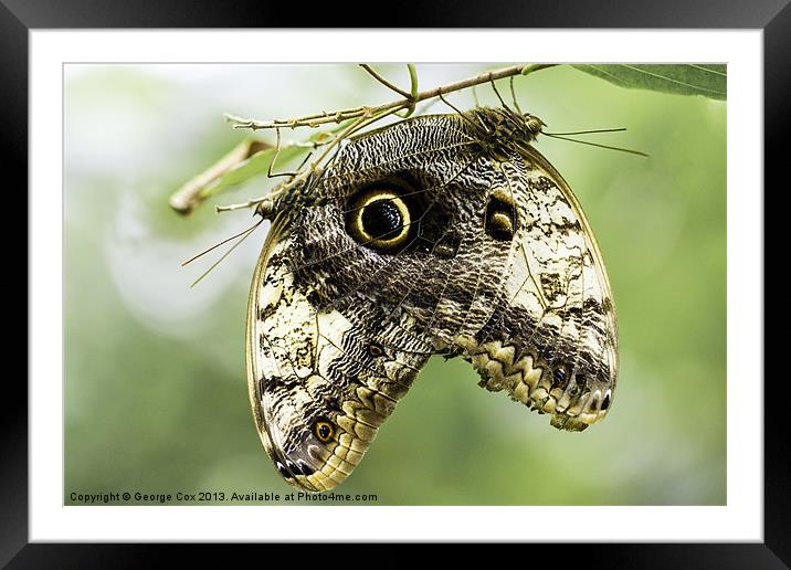 A pair of Owl butterflies Framed Mounted Print by George Cox