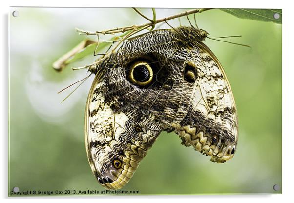 A pair of Owl butterflies Acrylic by George Cox