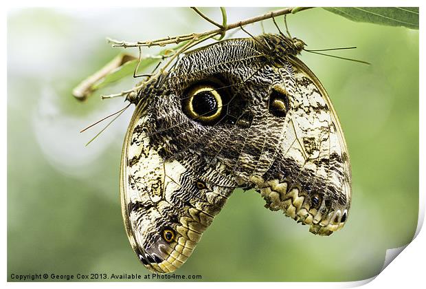 A pair of Owl butterflies Print by George Cox