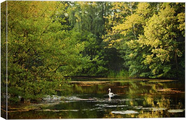 Swan Lake Canvas Print by Dawn Cox