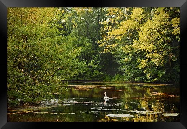 Swan Lake Framed Print by Dawn Cox